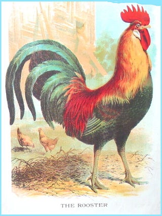 Birds and Animals.