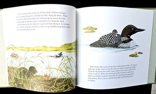 Great Northern Diver The Loon