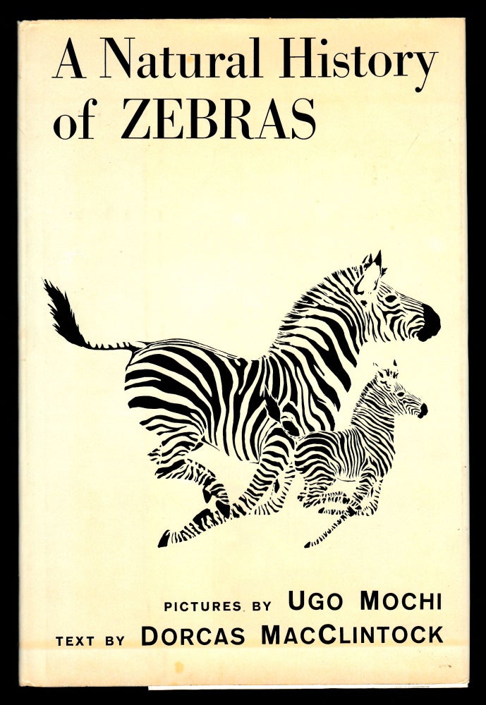 Item #22882 A Natural History of Zebras. Dorcas MacClintock.